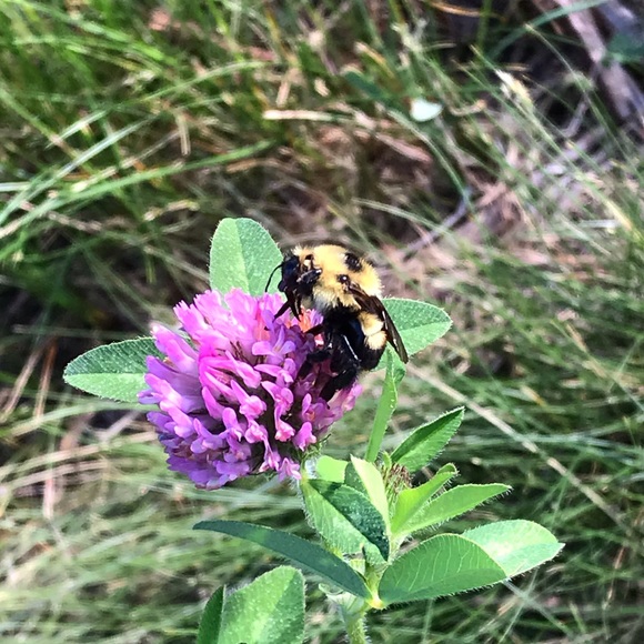 Meet your Posher, Hannah - Picture 1 of 1